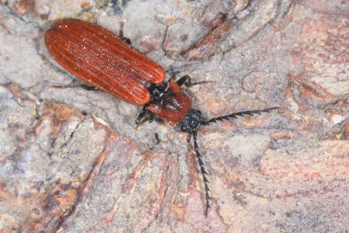 Denticollis rubens
